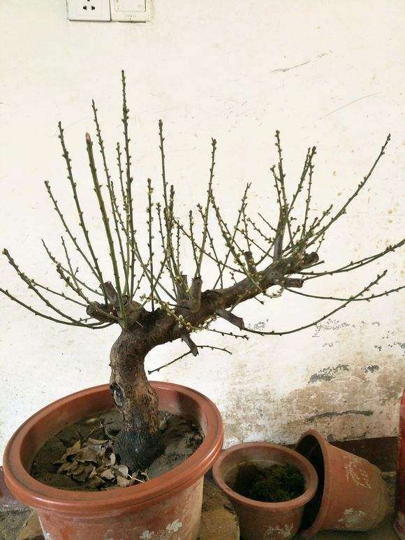 梅花下山桩盆景叶子都没了 怎么办