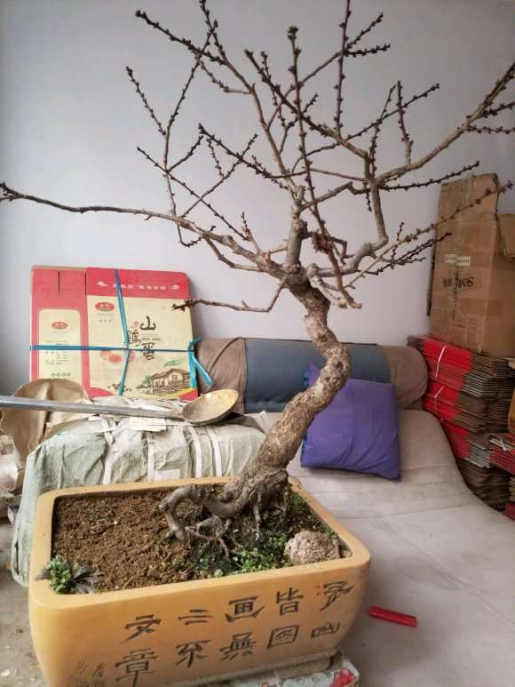 梅花下山桩 300元 怎么样 贵吗 图片