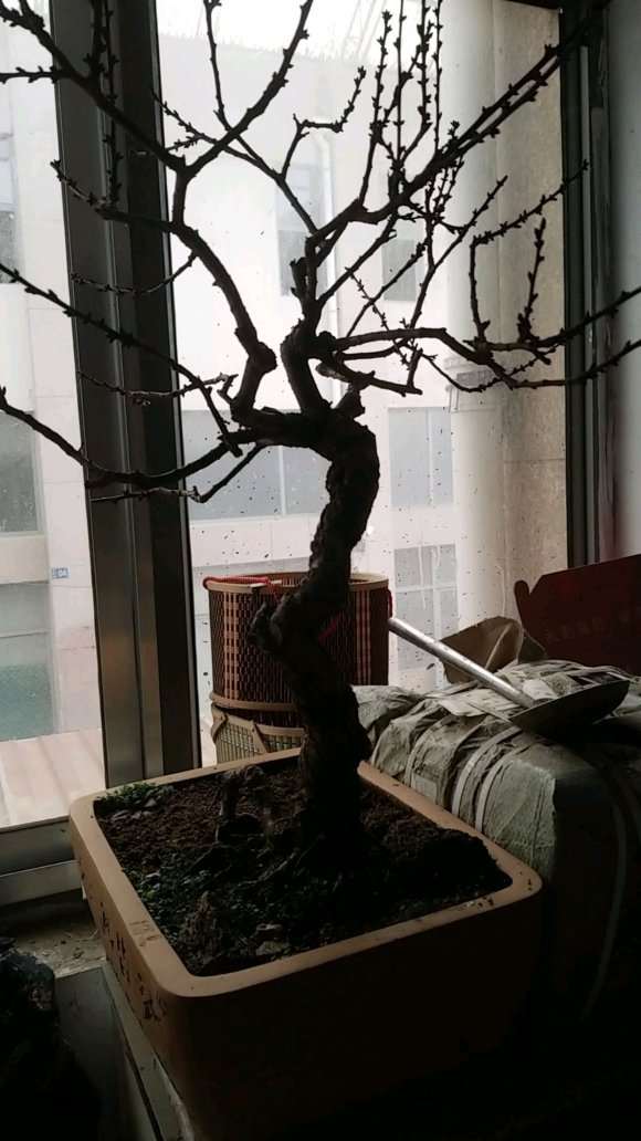 梅花下山桩 300元 怎么样 贵吗 图片