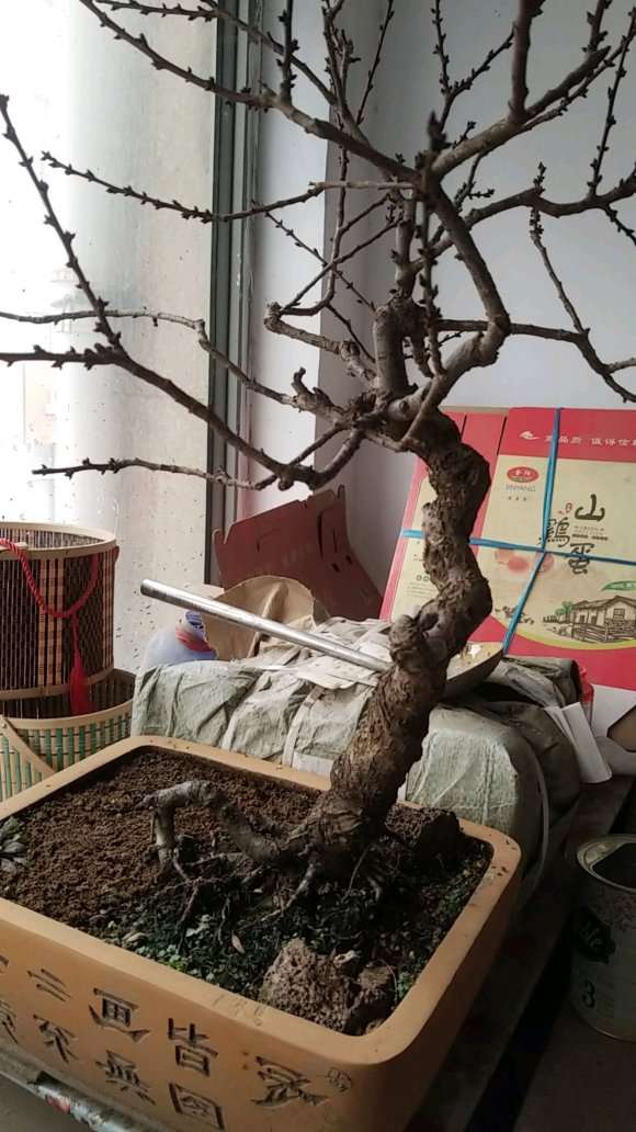 梅花下山桩 300元 怎么样 贵吗 图片