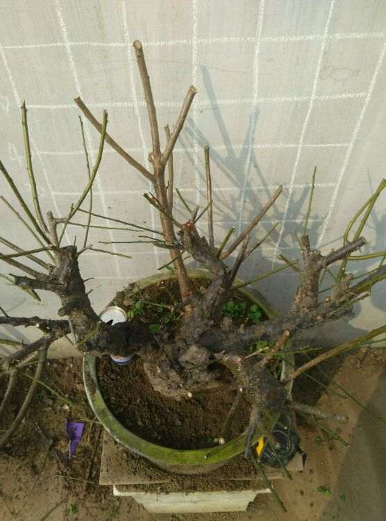 两颗万年老桩梅花下山桩 值多少钱