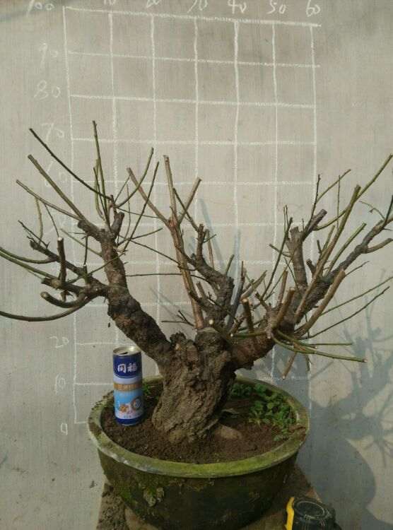 两颗万年老桩梅花下山桩 值多少钱