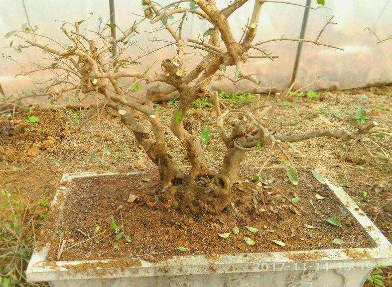 梅花下山桩苔藓 怎么铺面的方法 图片