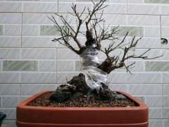 什么季节地栽转盆栽梅花下山桩 最好