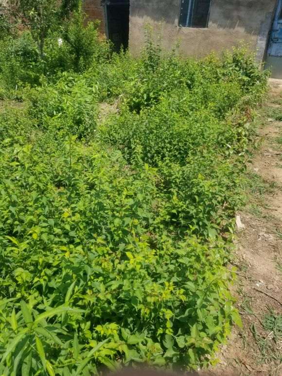 梅花下山桩不嫁接话 有前途吗 怎么办