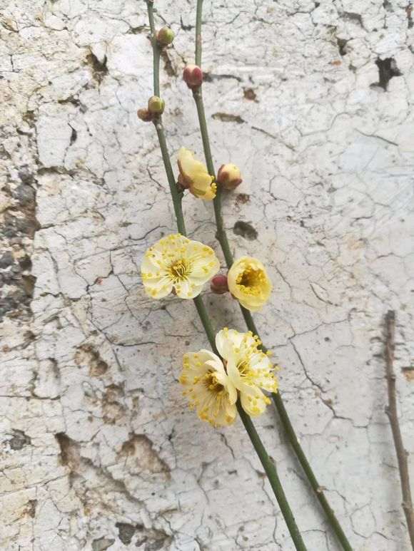 2020 你最讨厌的梅花下山桩品种