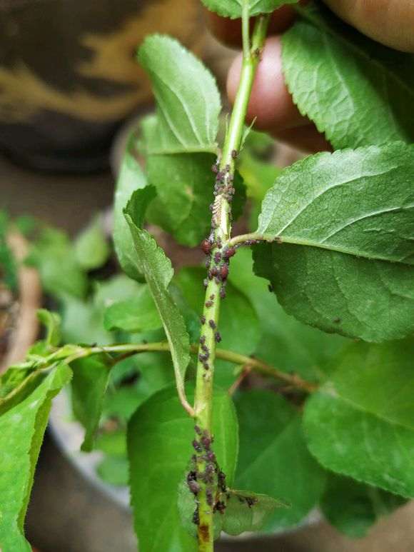 梅花下山桩树生虫子了 怎么办 图片