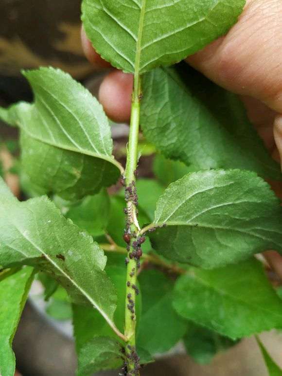 梅花下山桩树生虫子了 怎么办 图片