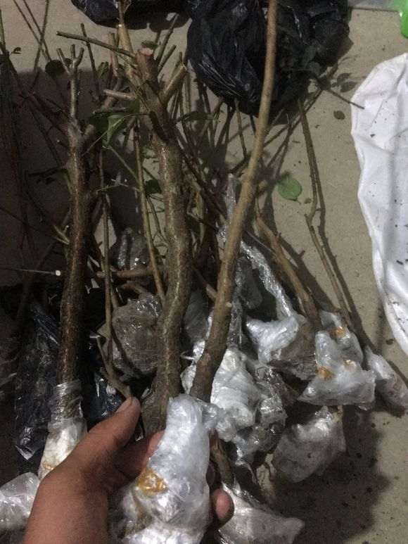梅花下山桩在太原室外能种吗 图片