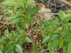 绿梅不象梅花下山桩 被宿迁商骗了 图片