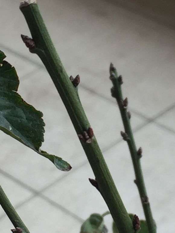 梅花下山桩是不是枯萎了 怎么办 图片