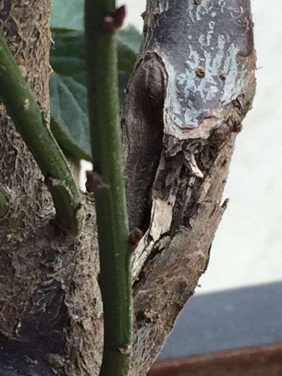 梅花下山桩是不是枯萎了 怎么办 图片