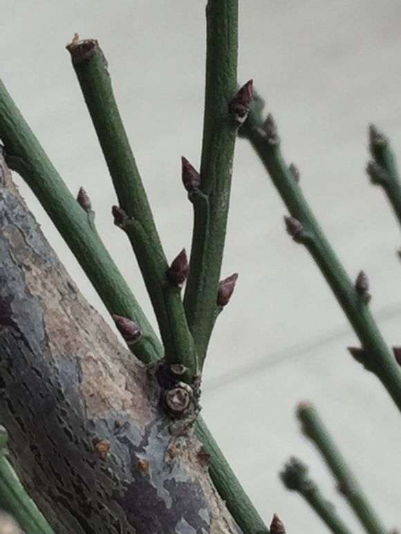 梅花下山桩是不是枯萎了 怎么办 图片