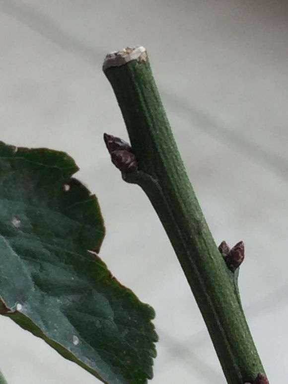 梅花下山桩是不是枯萎了 怎么办 图片