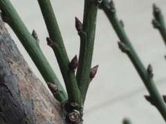 梅花下山桩是不是枯萎了 怎么办 图片