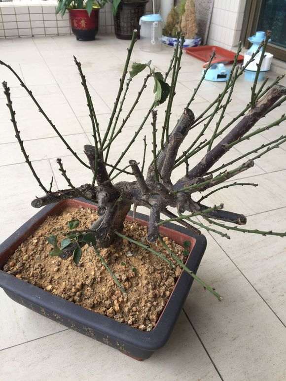我现在的梅花下山桩要换盆吗 怎么办