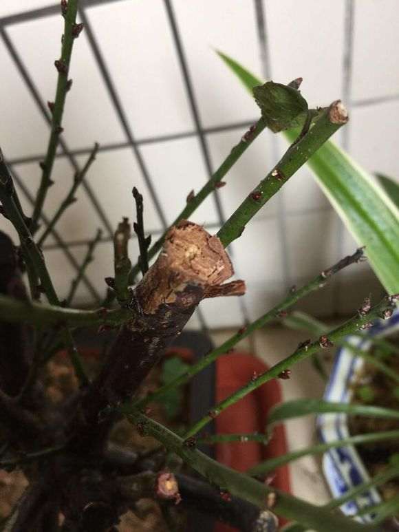 我现在的梅花下山桩要换盆吗 怎么办