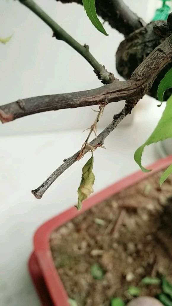 梅花下山桩枝条是起白皮 叶子干了 怎么办