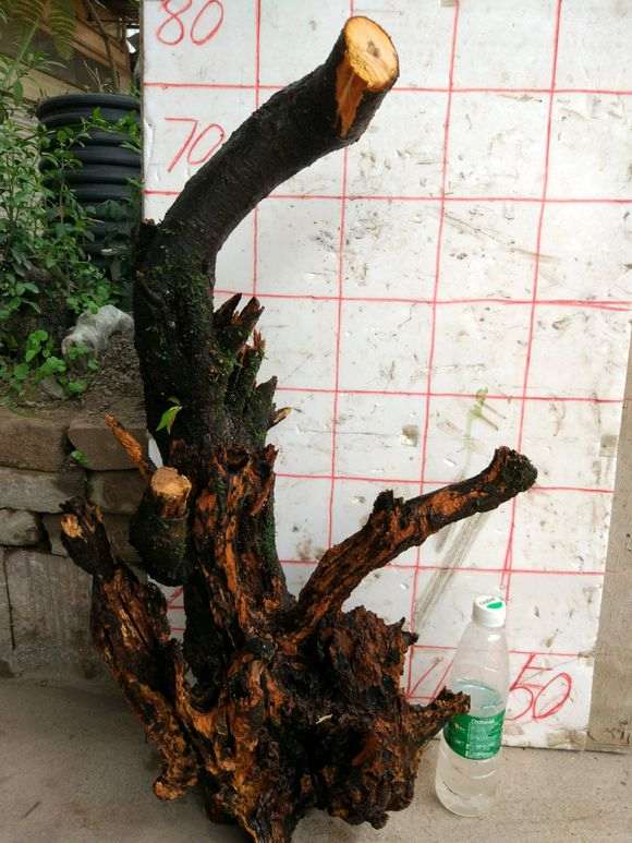 梅花下山桩枝条是起白皮 叶子干了 怎么办