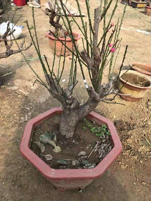 第一颗梅花下山桩 后期怎么造型 最好