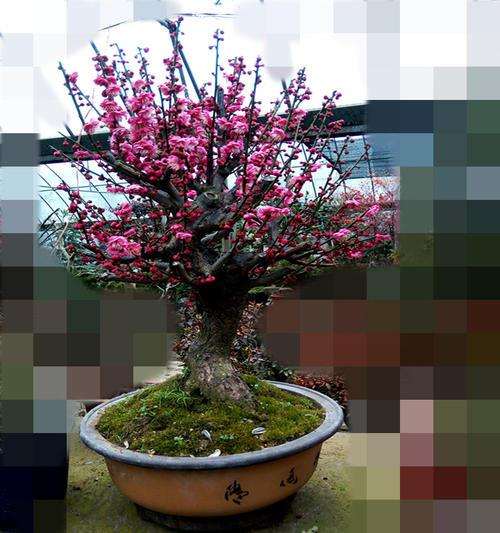 盆栽梅花下山桩用什么土壤 最好 图片