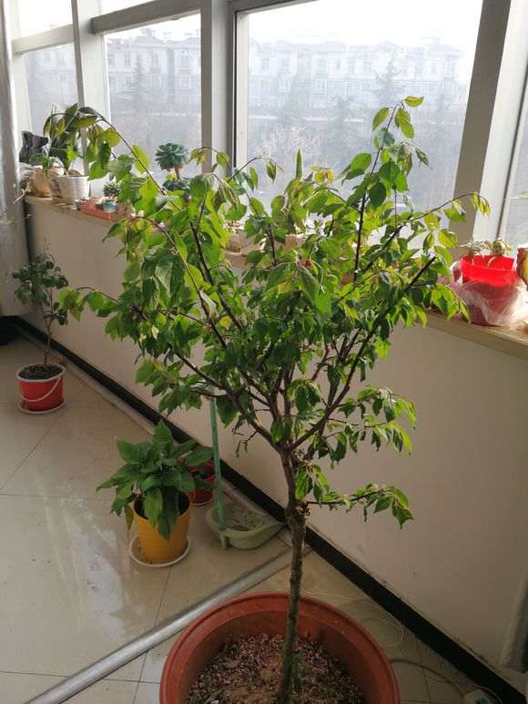 梅花下山桩叶子有点蔫 怎么办 图片