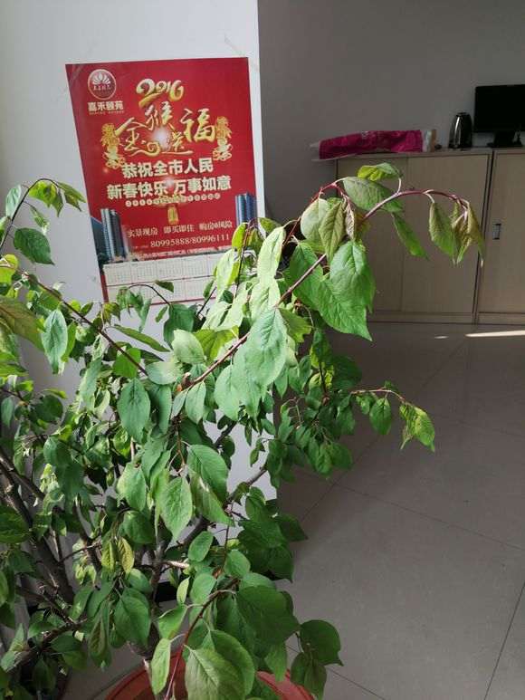 梅花下山桩叶子有点蔫 怎么办 图片