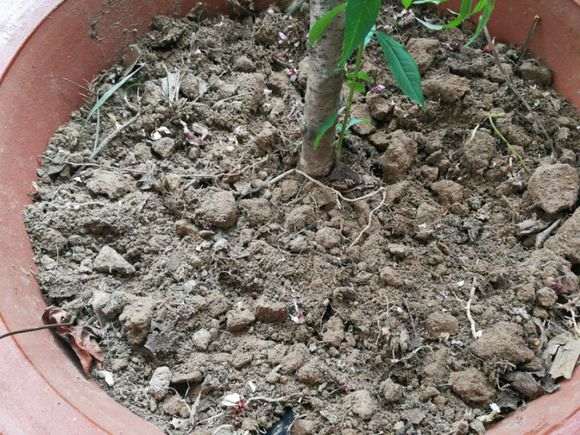 梅花下山桩叶子有点蔫 怎么办 图片