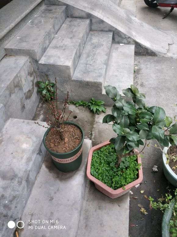 梅花下山桩怎么养成老桩 什么方法 图片