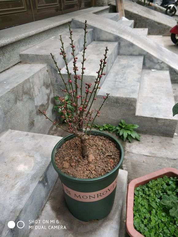 梅花下山桩怎么养成老桩 什么方法 图片