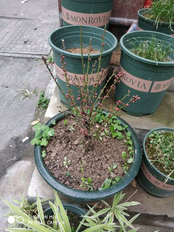 梅花下山桩怎么养成老桩 什么方法 图片