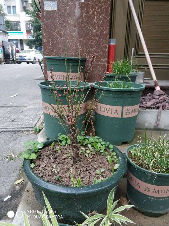 梅花下山桩怎么养成老桩 什么方法 图片