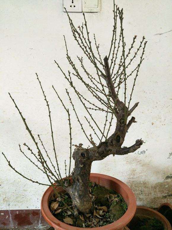 盆栽梅花下山桩在东北黑龙江可以养吗