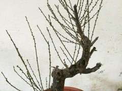 盆栽梅花下山桩在东北黑龙江可以养吗