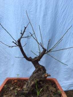 出差回来死了五颗梅花下山桩 怎么办