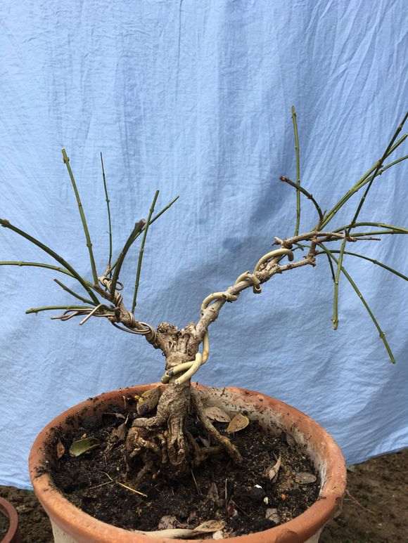 出差回来死了五颗梅花下山桩 怎么办