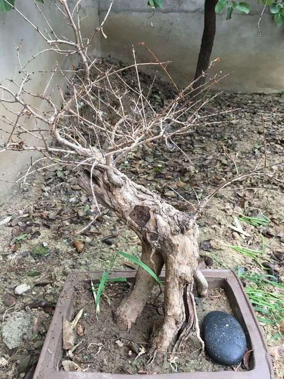 出差回来死了五颗梅花下山桩 怎么办