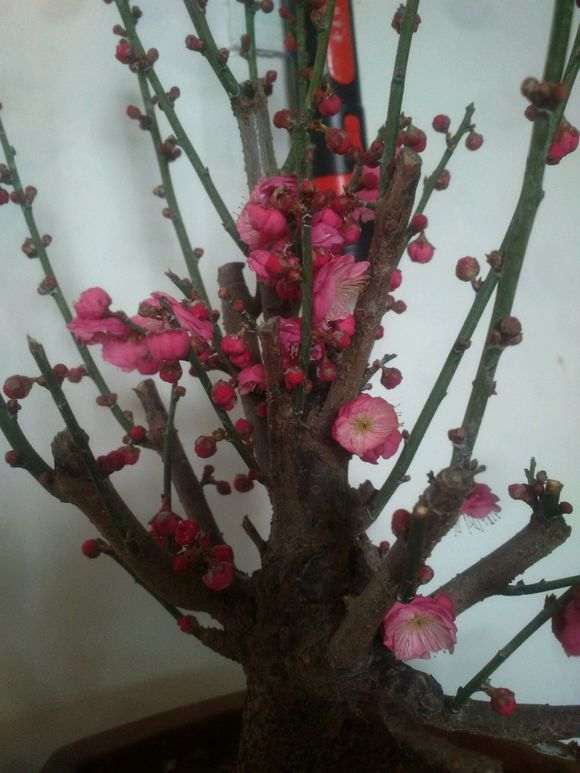 为什么梅花下山桩算不上香 图片