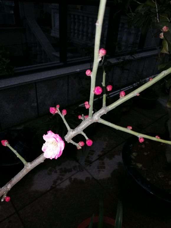 为什么梅花下山桩算不上香 图片