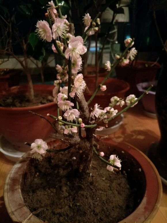 为什么梅花下山桩算不上香 图片