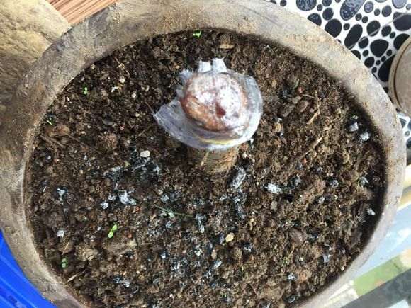 梅花下山桩枝芽焦糖色了 怎么办 图片