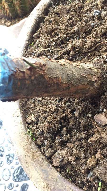 梅花下山桩枝芽焦糖色了 怎么办 图片