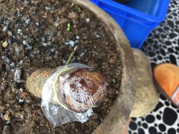 梅花下山桩枝芽焦糖色了 怎么办 图片