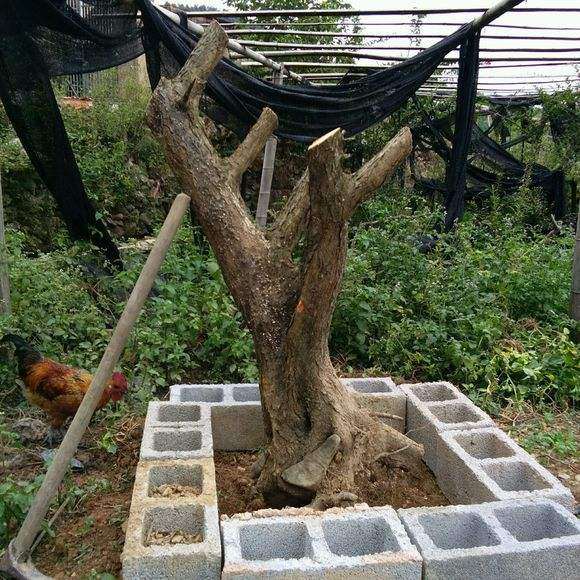 盆栽梅花下山桩的泥土用什么沙子 图片