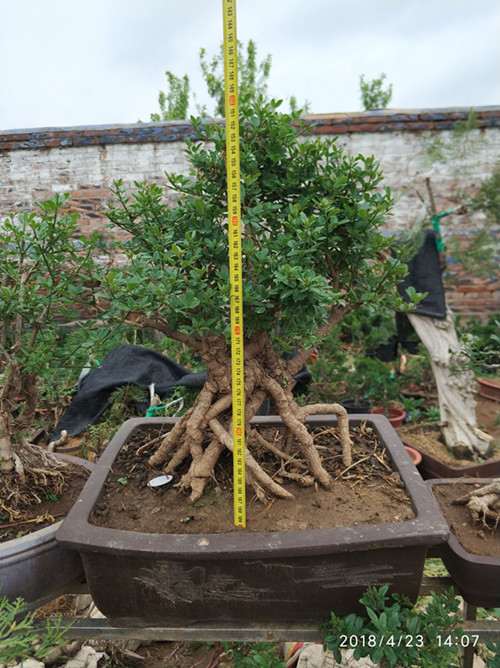 盆栽梅花下山桩的泥土用什么沙子 图片