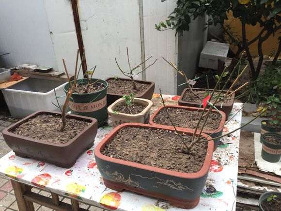 这样下山桩可以栽吗 可以吗 图片