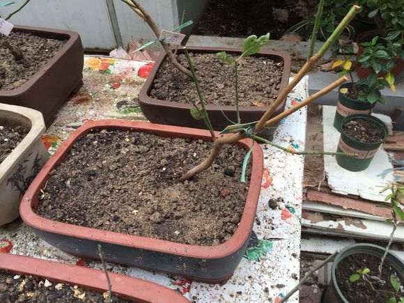 这样下山桩可以栽吗 怎么样 图片