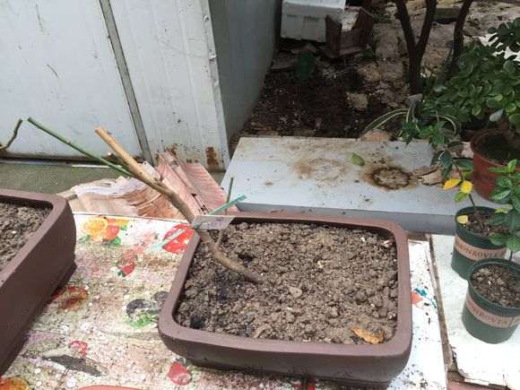 这样下山桩可以栽吗 怎么样 图片