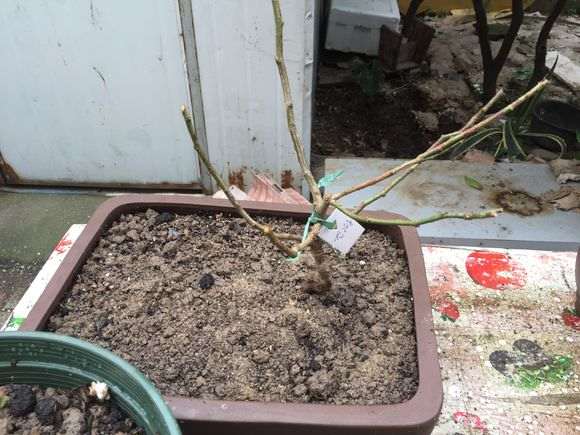 这样下山桩可以栽吗 怎么样 图片