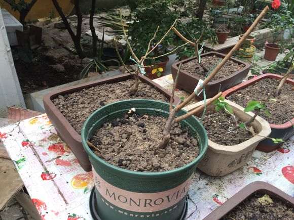 这样下山桩可以栽吗 怎么样 图片